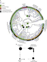 Image result for Agathisanthemum