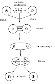 We did not find results for: Somatic Cell Fusion Animal Biotech