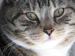 However, studies demonstrating efficacy for pain treatment in dogs and cats are currently lacking. Pain Management For Cats