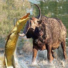 Crocodiles Are Very Unlucky In The Face Of Buffalo - The Crocodile's Great Hunting Moments | Crocodiles Are Very Unlucky In The Face Of Buffalo - The Crocodile's Great Hunting Moments Wild