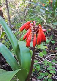 Image result for Ctenium concinnum