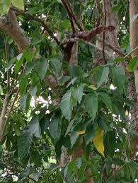 Image result for Philenoptera nelsii