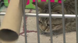 Countless strays that would otherwise be roaming the street seek refuge in an animal shelter. Portage County Apl In Need Of Donations Wkyc Com
