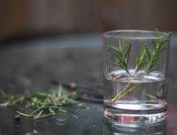This is typically in the spring, but could be anytime depending on the watering conditions. How To Propagate Regrow Rosemary Cuttings 17 Apart