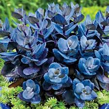 The leaves are green with red tips, and the flowers are white. Blue Pearl Sedum Breck S Perennial Plants Planting Flowers Plants