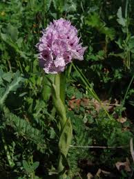 Image result for Tridactyle tridentata