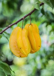 Image result for Averrhoa carambola
