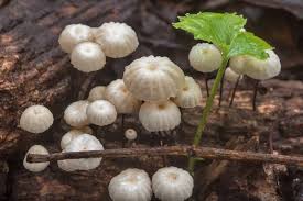 Image result for Marasmius opacus