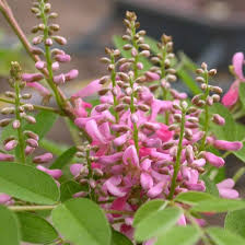 Image result for Indigofera kaessneri