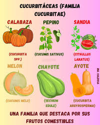 Image result for Cucurbitaceae