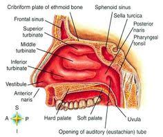 The main functions of the lymphatic system include: 9 Best Nasal Cavity Ideas Nasal Cavity Sinus Cavities Anatomy