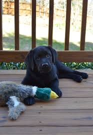 Maybe you would like to learn more about one of these? The Littlest Bird Dog Labrador Retriever Bird Dogs Lab Puppies Black Lab Puppies