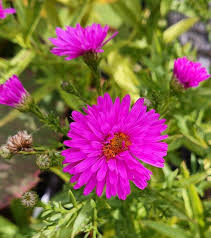 Image result for Asters `Jenny