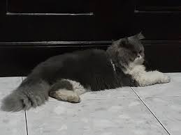 Jual kucing persia murah , warna abu abu putih channel kucing cemara adalah channel yang berisi tentang bagaimana cara. Jual Kitten Persia Flatnose Di Lapak Mochamad Rizky Bukalapak