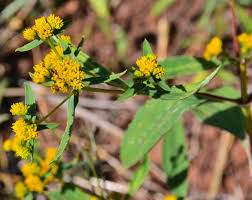 Image result for Flaveria bidentis