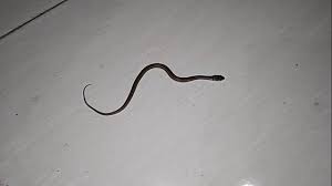 Ular yang biasanya muncul dalam mimpi ini biasanya berwarna hijau dengan warna mata merah menyala. Pertanda Ular Hitam Masuk Rumah Malam Hari Youtube