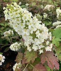 Image result for Hydrangea quercifolia