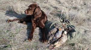 200 christopher drive belen, nm 87002 united states. German Longhaired Pointer K9 Research Lab