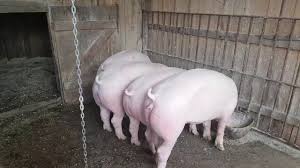 Cauta online in 93 anunturi cu mobilier de birou, instrumente muzicale, alte articole, produse naturiste, ingrijire personala de la persoane fizice, juridice si principalele magazine online din judetul galati. Porci Landrace Si Pic De Vanzare Youtube