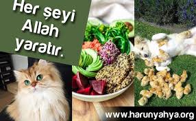 Allah Kusursuz Yaratandir Allah Kuran Quran Http Adnanoktar Com Allah Kusursuz Yaratandir Allah