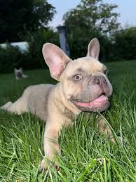 Look what I got 🥰😻