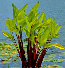 Image result for Thalia geniculata