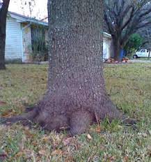 What is a pin oak leaf? Index