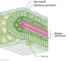 Perbedaannya adalah tumbuhan c4 berbeda. Apa Persamaan Fotosintesis C4 Dan Cam Quora