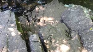 I've been to hickory run a number of times in the past to hike some of their better known trails (especially the ones that run along side a series of the fireline trail, which has its start at the first parking lot you'd pass coming in to the park off of interstate 80, is a great intermediate hiking trail. Snake Feasts On Fish Hickory Run State Park Youtube