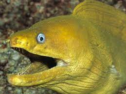 Why Are Eels Slippery Irish Jokes Bad Jokes Jokes