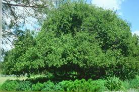 Image result for Searsia pyroides