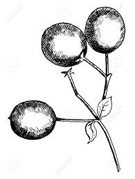 A delicate rainforest tree that offers a distinctive citrus flavour to sweet or savoury dishes. This Is The Fringe Tree Fruit This Is Look Like Lemon This Royalty Free Cliparts Vectors And Stock Illustration Image 133025140