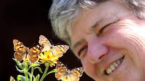 To bring butterflies back, learn to love the caterpillar