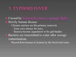 Chapter 22 Infections Of The Digestive System Ppt Download