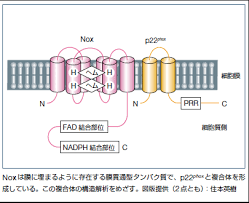 文部科学省 ターゲットタンパク研究プログラム