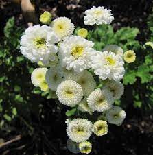 Feverfew Tanacetum Parthenium Virgo Garden Org Ultra Double White Is Above And Just Used In Comparison To The Virgo P Plants Feverfew Virgo Pictures