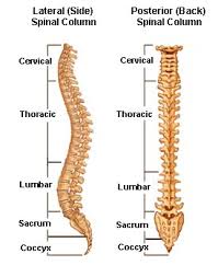Bone science human diagram anchor chart human body health back skeleton. Spinal Anatomy Vertebral Column