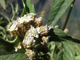 Image result for Lippia abyssinica