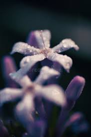 Image result for Pentanisia