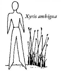 Image result for Xyris rubella