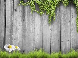 Treated Vs Untreated Wood For Your Next Project Wood Fence Backyard Fences Fence