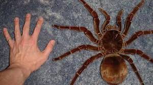 Elle est donc 1,7 fois plus grande le canada et ses 10 millions de km², qui arrive en deuxième position de ce classement. Fast Way To Learn Top 14 Des Insectes Les Plus Dangereux Et Mortels Du Monde