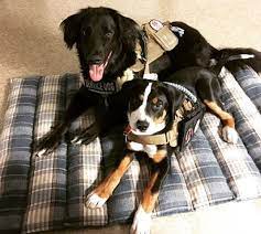How to train a service dog for high blood pressure. Service Dog Training Guide The Basics Service Dog Certifications