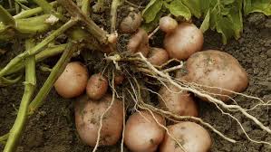 To determine when you can when you plant an entire potato, you can actually plant the next year's crop at the same time as you this flavor change happens because refrigeration causes the starch in freshly dug potatoes to. Growing Potatoes Simple Rewarding