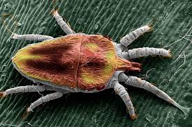 Image result for Tetranychidae grapevine