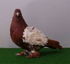 This Marvelous Creature Is A Frillback Pigeon His Name Is Floreo And He Is 2 Years Old Pigeon Breeds Pigeon Pictures Pigeon