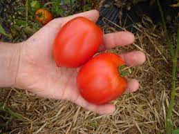 We did not find results for: Amish Paste Organic Paste Tomato Fedco Seeds