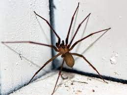 On the type of spider, and ther are only 4 genera of spiders in the us that are dangerous to humans but generally, there may be 1 or 2 small puncture wounds in the center of a red, warm, swollen, initially painful (sometimes) but then sometimes itchy area. Spider Bites Identification And Treatment