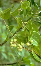 Image result for Smilacaceae