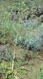 Image result for Sisymbrium burchellii